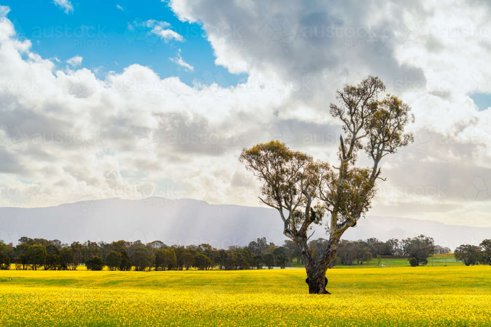 Scenic spring landscape with blooming canola, gum tree and dramatic sky during springtime - Australian Stock Image