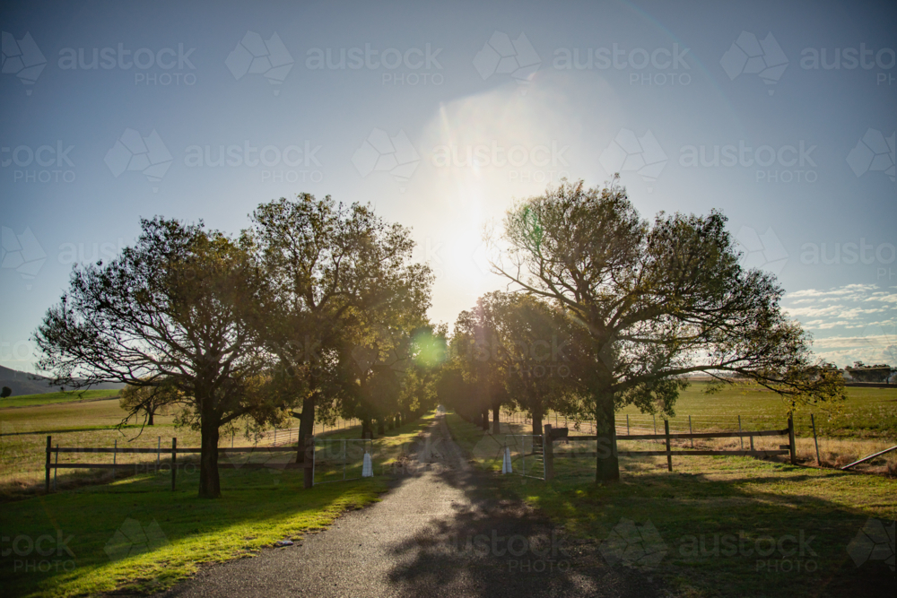 Scenic tree-lined driveway leading to a sun-drenched rural property at golden hour - Australian Stock Image