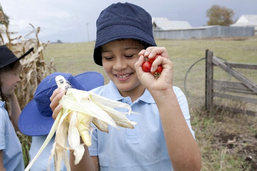 School boy in the veggie patch holding freshly picked corn and tomatoes - Australian Stock Image
