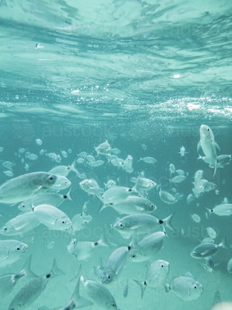 School of fish in blue waters - Australian Stock Image