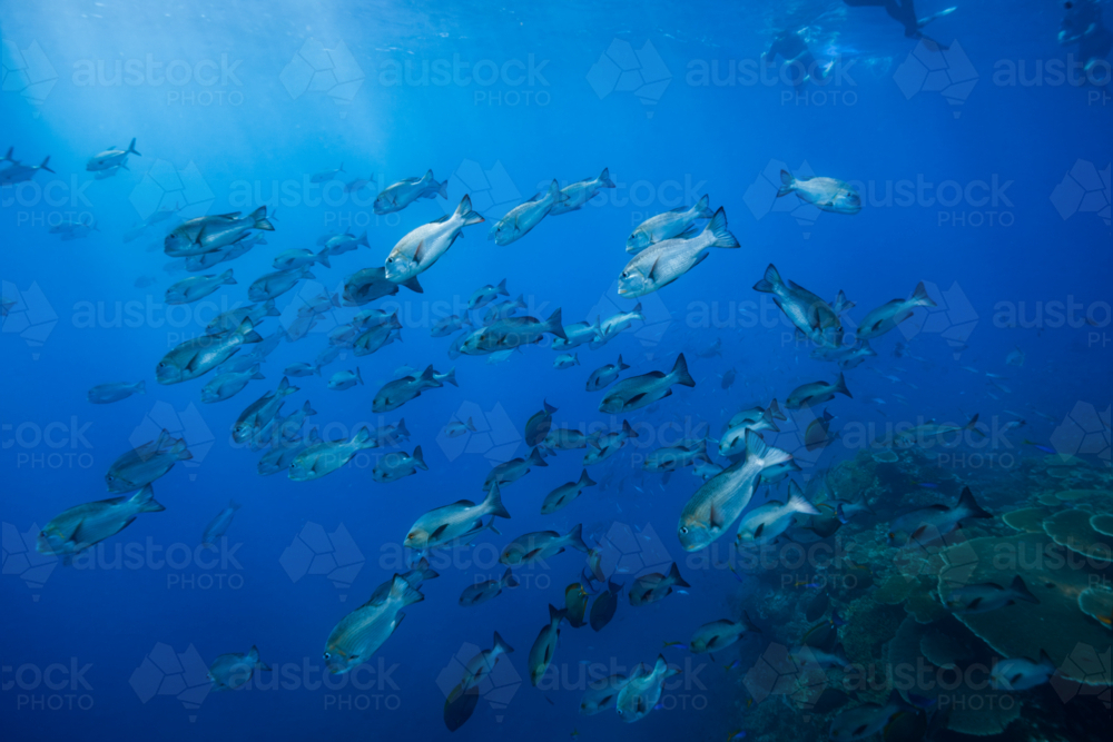 School of fish on the Great Barrier Reef - Australian Stock Image