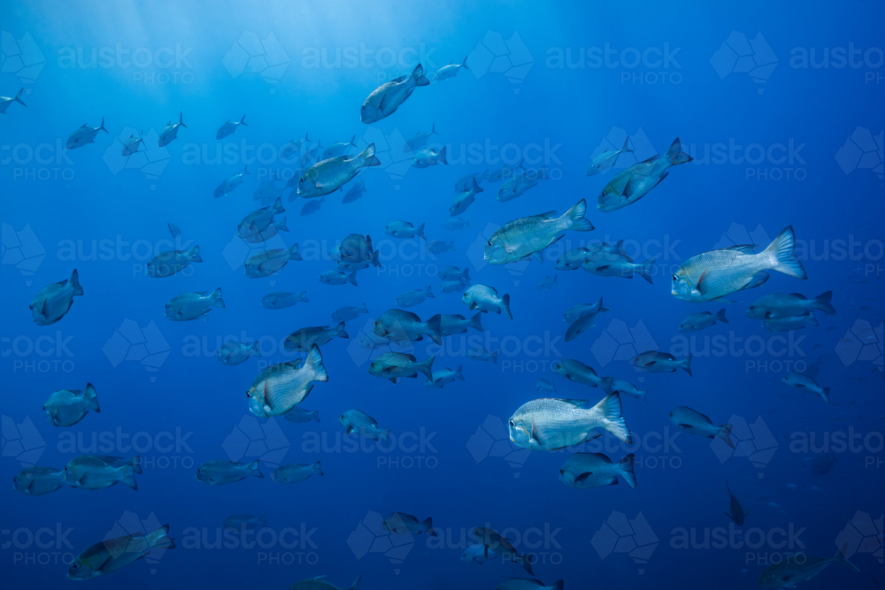 School of fish on the Great Barrier Reef - Australian Stock Image