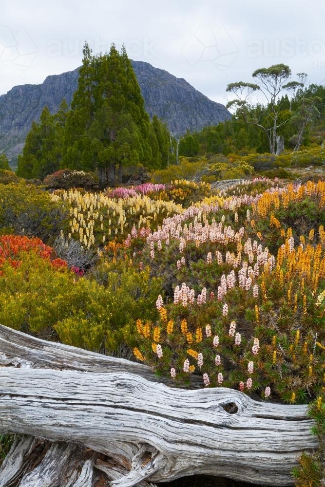 Scoparia and King Davids Peak : Austockphoto Scoparia and King Davids Peak - Australian Stock Image