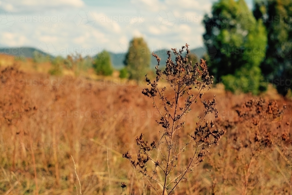 Scorched bush flowers on a dry valley - Australian Stock Image