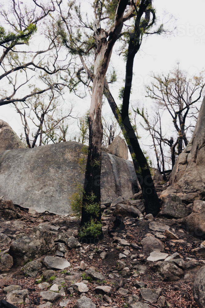 scorched trees on Mt Alexander among bushland rocks - Australian Stock Image