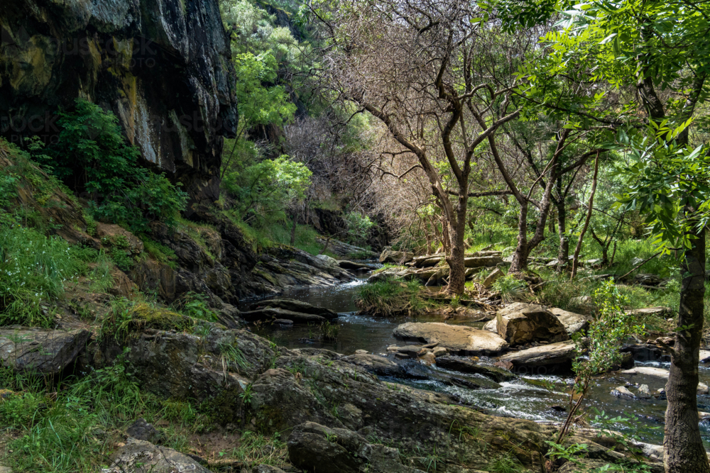 Scott River Flowing Through a Rocky Forest Gorge - Australian Stock Image