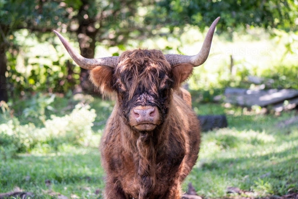 Scottish highland calf standing in a grassy field - Australian Stock Image