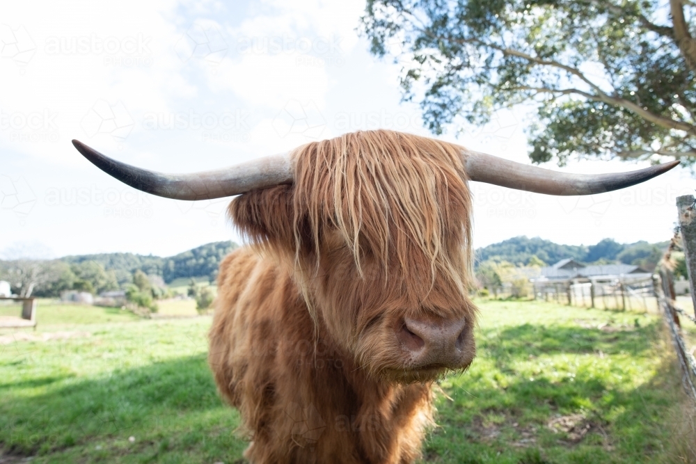 Scottish Highland Cow giving the camera a side look through his fringe in a lush green paddock - Australian Stock Image