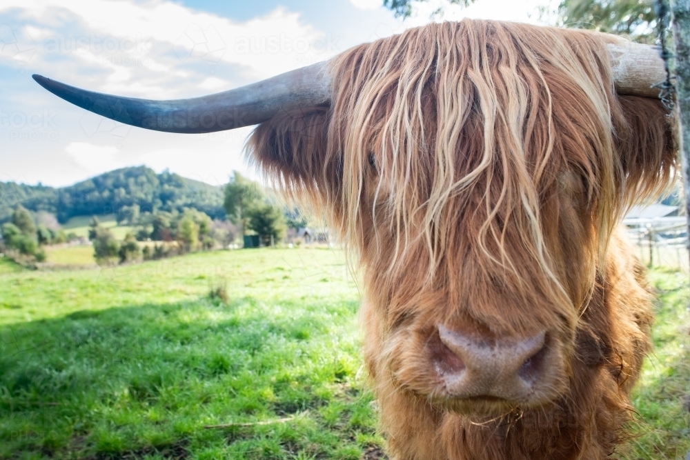 Scottish Highland Cow in the side frame of the picture with lush green pastures - Australian Stock Image
