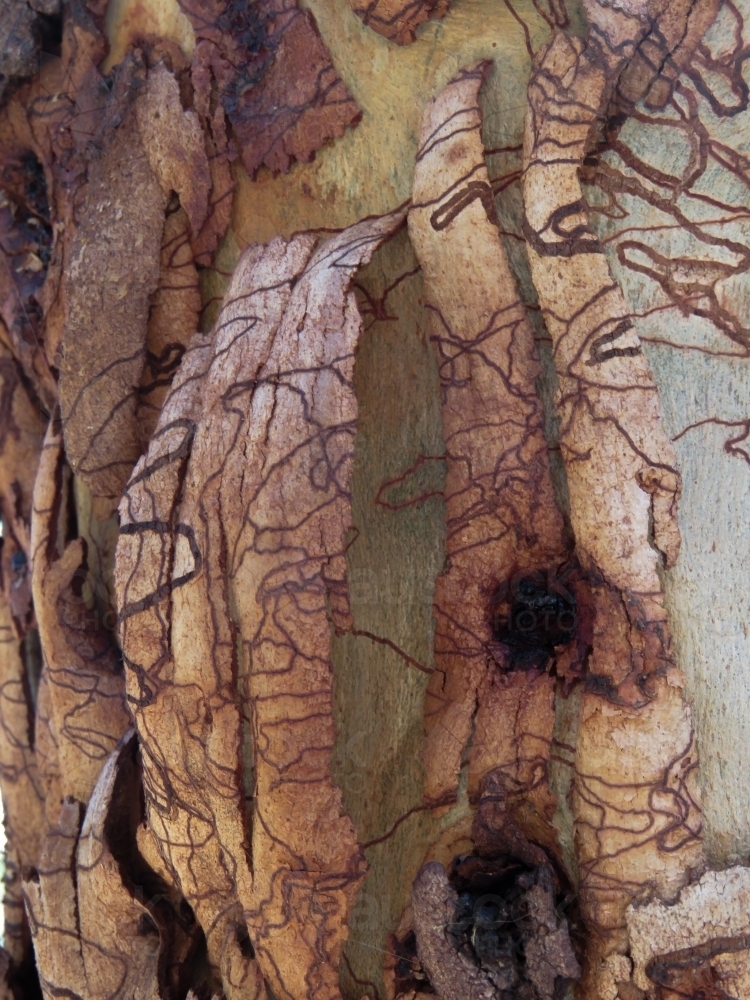 Scribbly gum bark peeling off new growth - Australian Stock Image