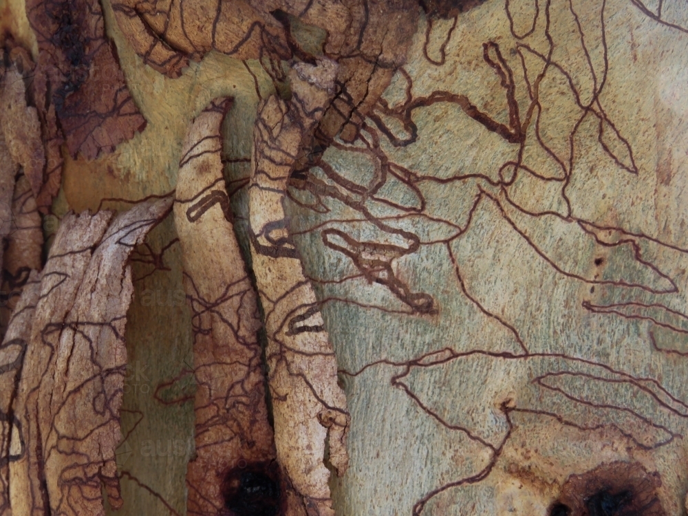 Scribbly gum bark peeling off new growth - Australian Stock Image