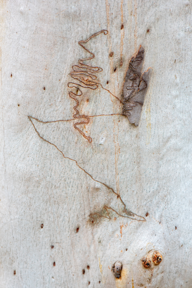Scribbly gum, Eucalyptus haemastoma, bark with scribbles caused by insect lavae - Australian Stock Image
