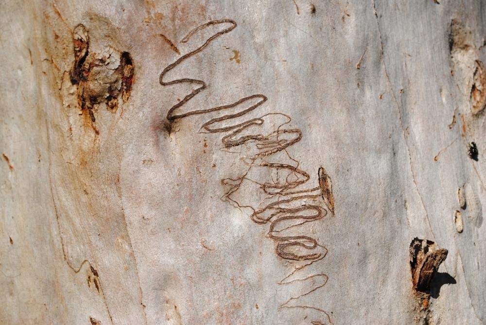 Scribbly Gum Tree with scribbles made by larvae of the scribbly gum moth (Ogmograptis scribula) - Australian Stock Image