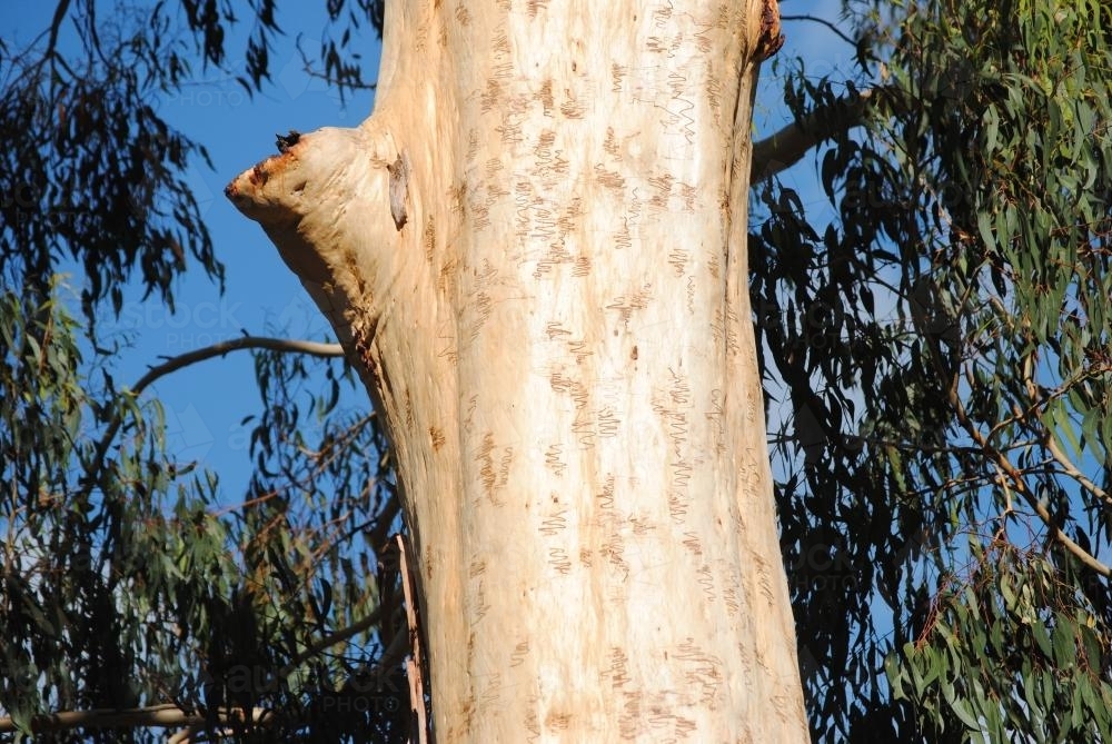 Scribbly Gum Tree with scribbles made by larvae of the scribbly gum moth (Ogmograptis scribula) - Australian Stock Image