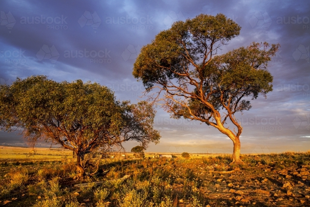 Scrubby gum trees lit by golden afternoon light - Australian Stock Image