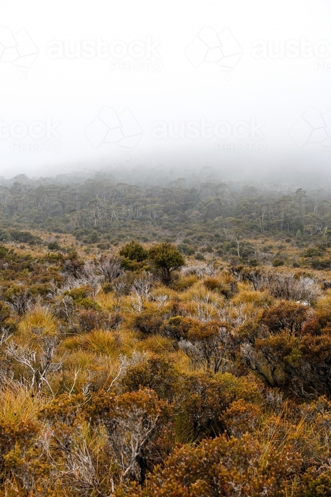 Scrubby, misty landscape at Cradle Mountain - Australian Stock Image