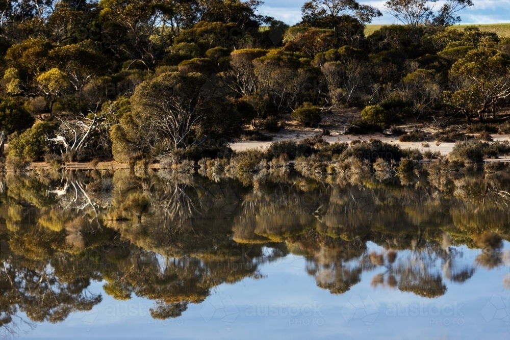 scrubby trees reflected in shallow waters - Australian Stock Image