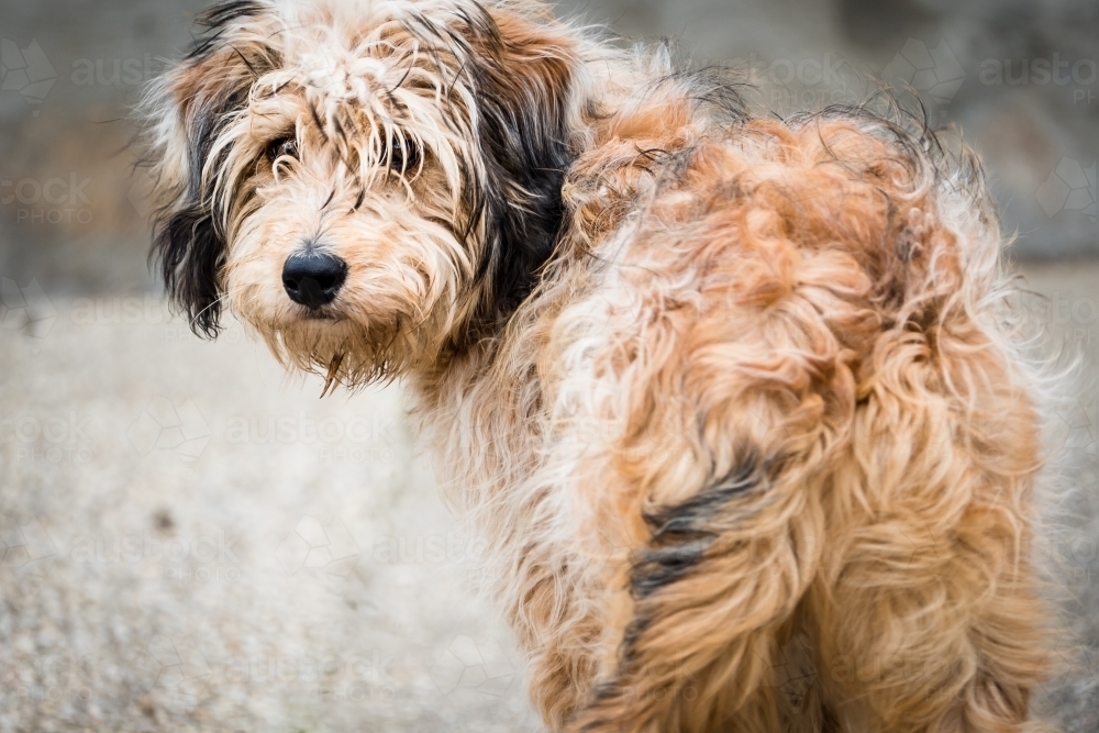 Scruffy dog looks backwards. - Australian Stock Image