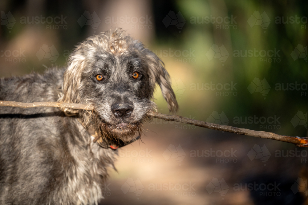 Scruffy dog with bright amber eyes holding a stick in its mouth on a sunlit forest trail - Australian Stock Image