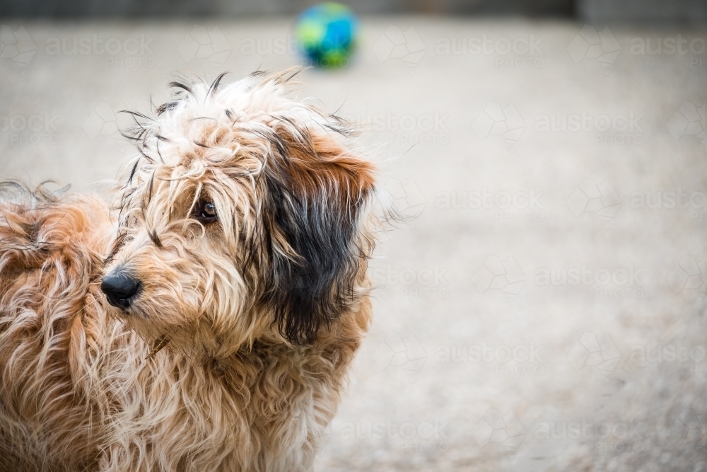 Scruffy pup looking sideways. - Australian Stock Image