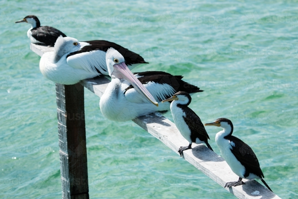 sea birds perched on railing over sea water - Australian Stock Image