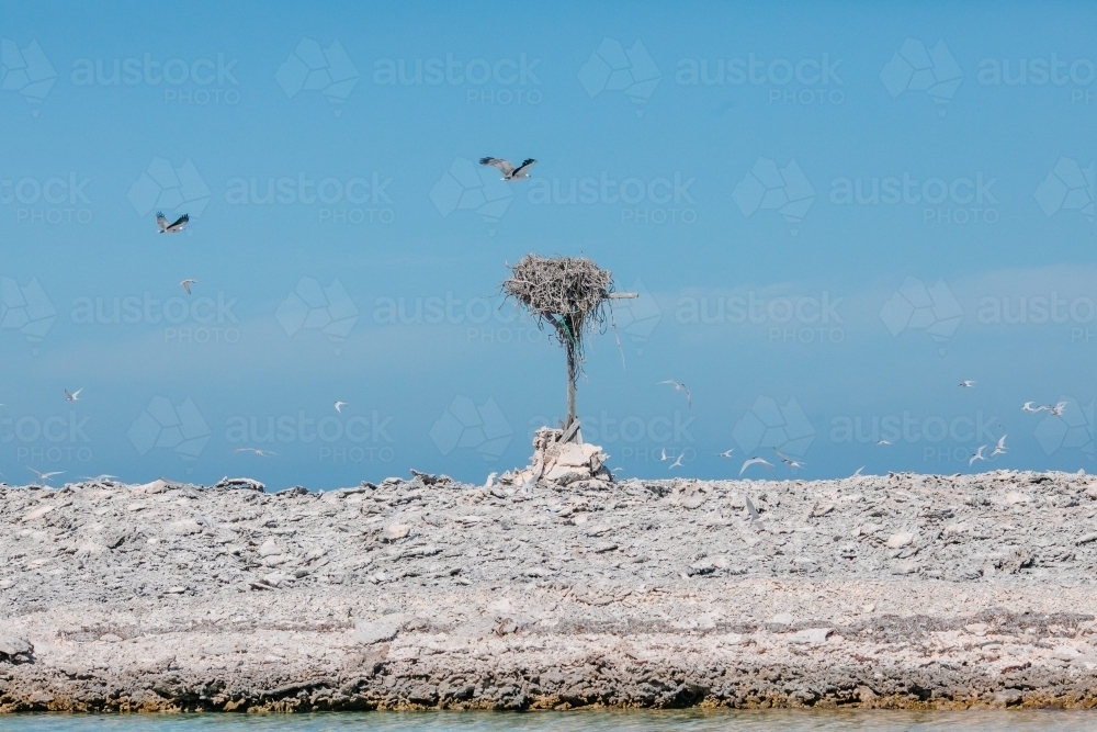 Sea eagles and their nest on a pole on a desolate coral island - Australian Stock Image