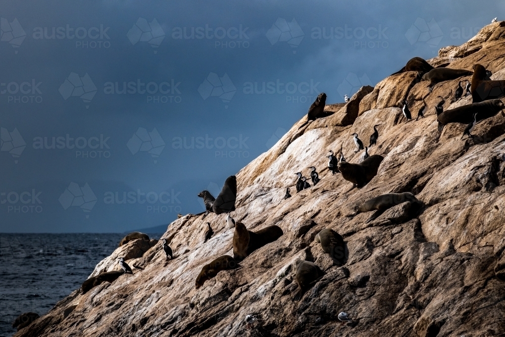 Sea Lion colony on Ile des Phoques - Australian Stock Image