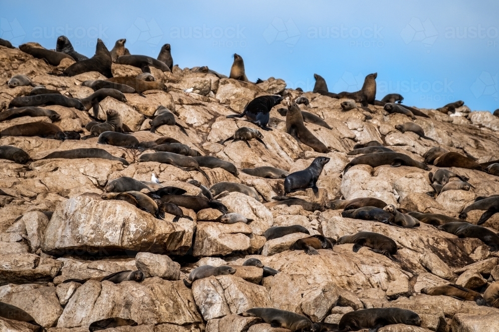 Sea Lion colony on Ile des Phoques - Australian Stock Image