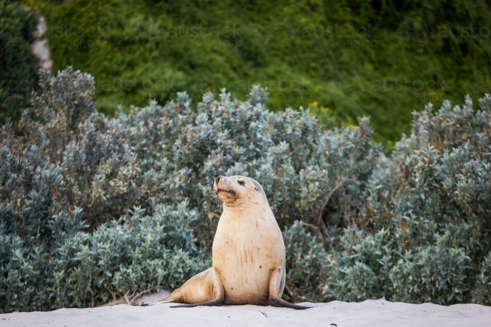 Sea Lion sitting on sand in front of bushes - Australian Stock Image