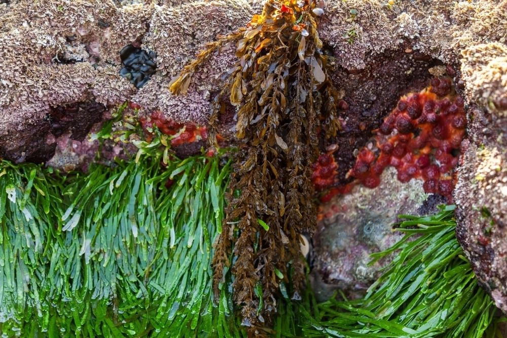 Sea plants on wet rock at the waterline of a rockpool - Australian Stock Image