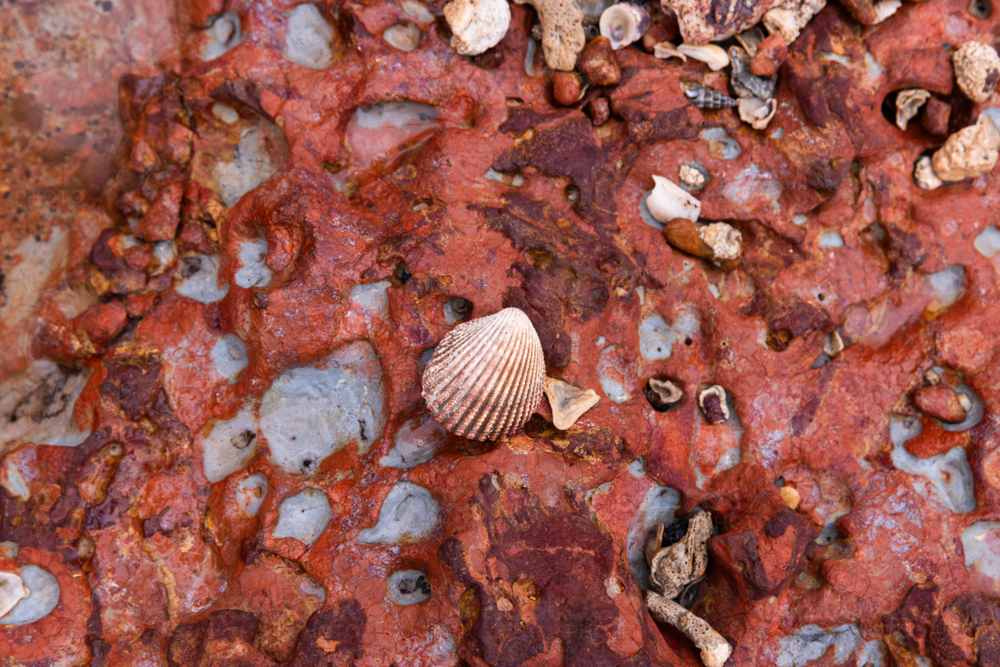 sea shells and rock pools at Redcliffe - Australian Stock Image