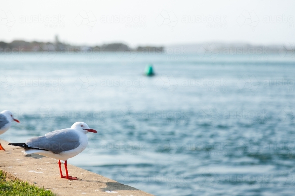 Seagull at the seaside with water and copyspace - Australian Stock Image
