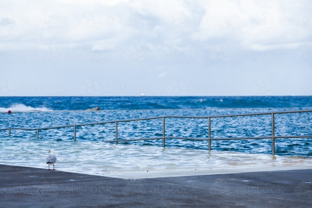 Seagull beside ramp into ocean baths and blue sea - Australian Stock Image