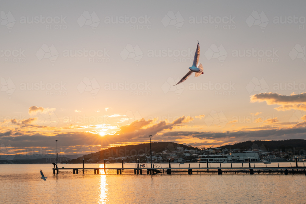 Seagull flying at sunset with the Belmont Baths in background - Australian Stock Image