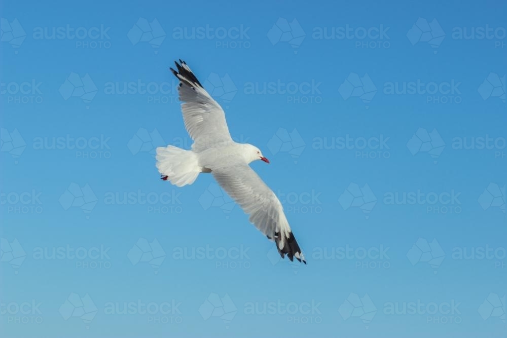 Seagull flying in blue sky - Australian Stock Image