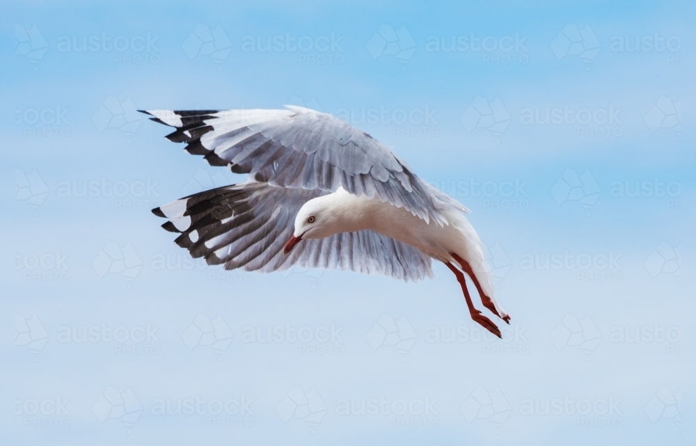 Seagull flying in the blue sky. - Australian Stock Image