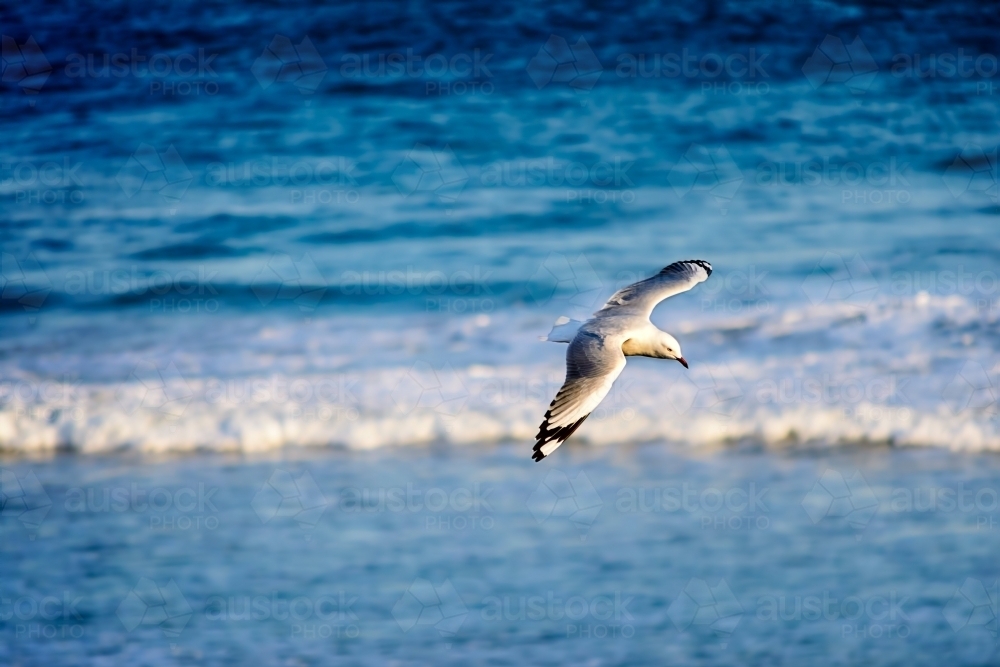 Seagull flying over the water in search of food - Australian Stock Image