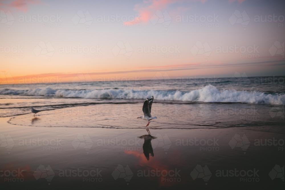 Seagull in flight at sunset - Australian Stock Image