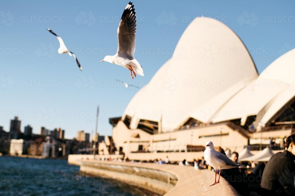Seagull in flight, Opera House - Australian Stock Image