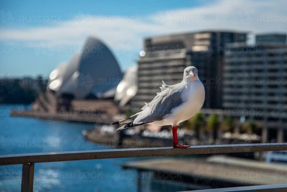 Seagull in Sydney with Opera House out of focus in the background - Australian Stock Image