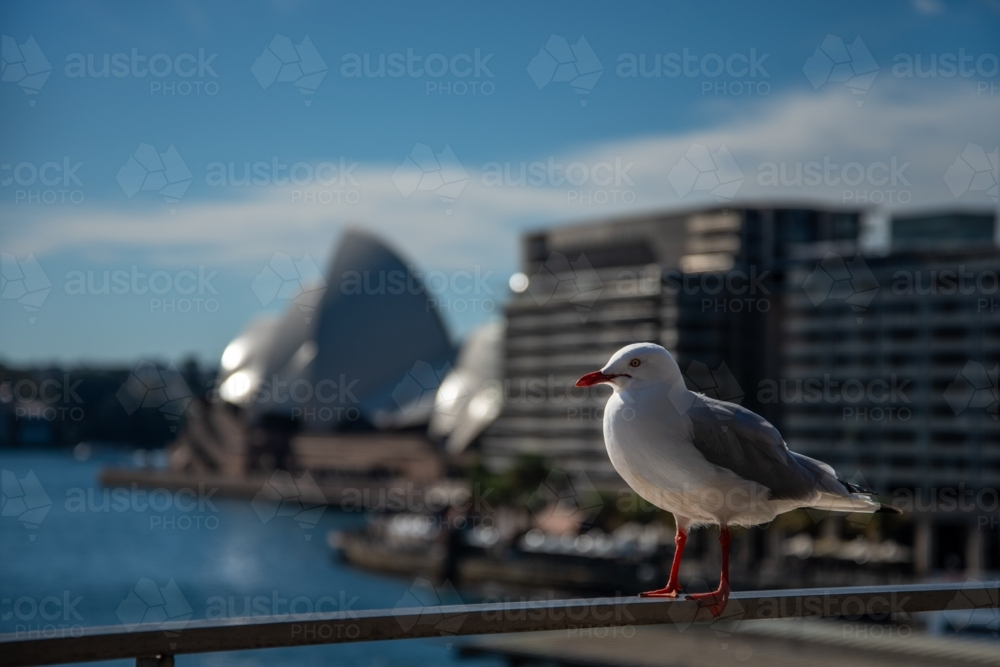 Seagull in Sydney with Opera House out of focus in the background - Australian Stock Image