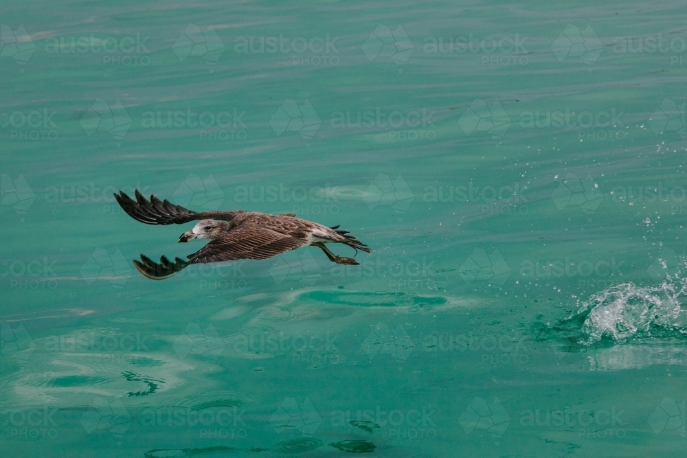 Seagull, juvenile Pacific Gull, taking flight from the turquoise sea - Australian Stock Image