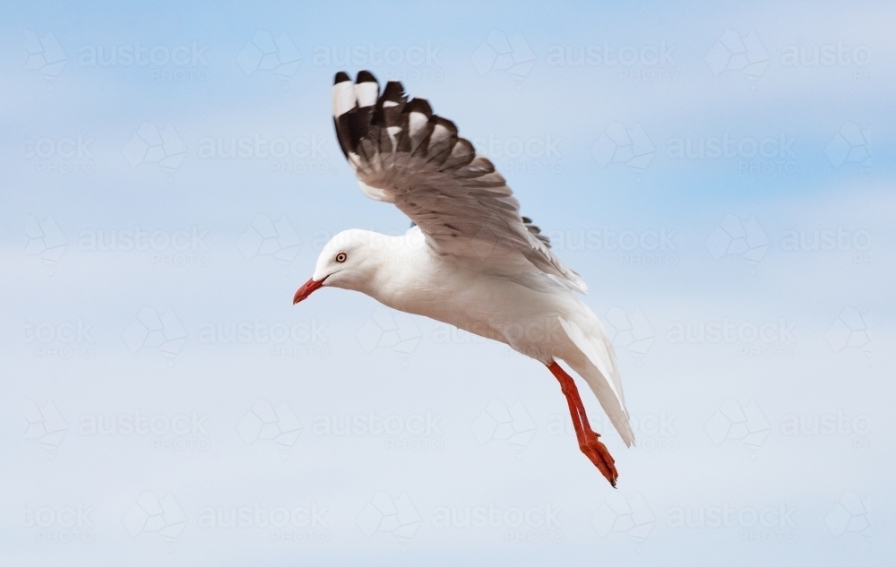 Seagull mid air in flight on a blue sky day - Australian Stock Image