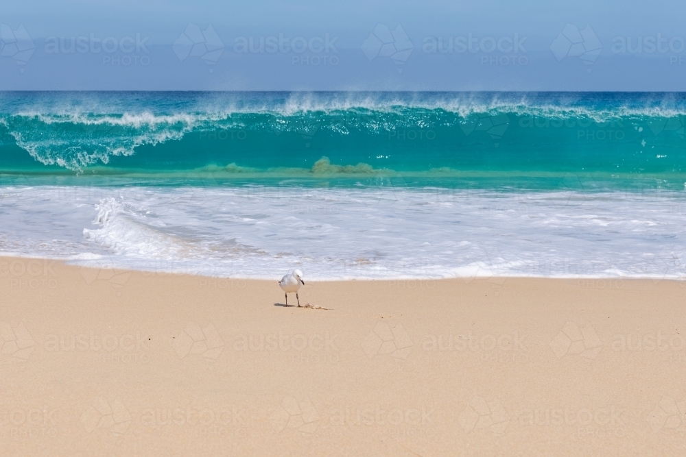 Seagull on beach with catch with waves crashing behind bird - Australian Stock Image