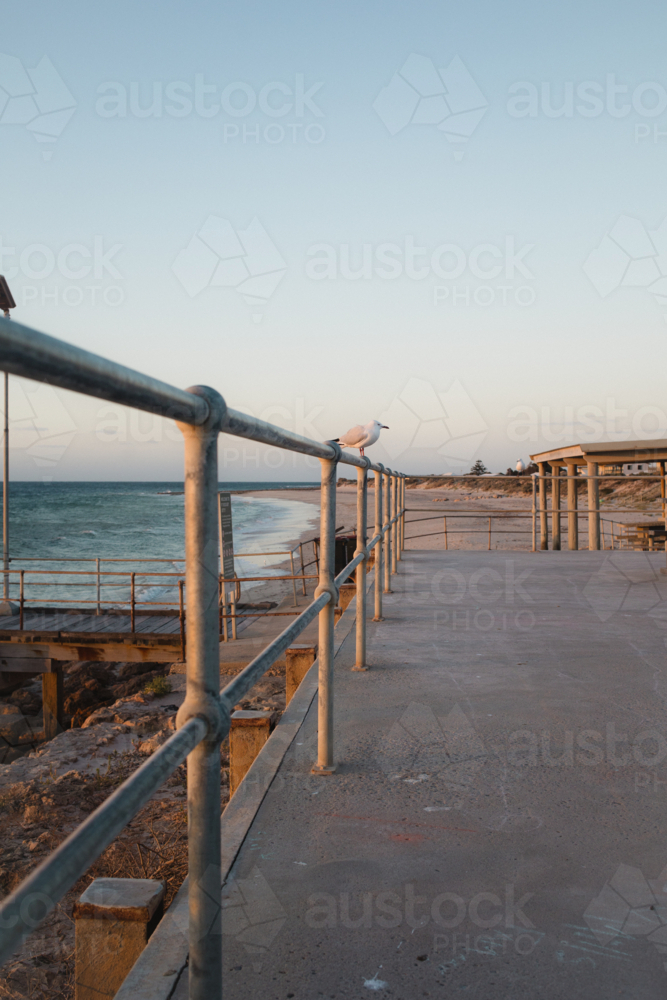 Seagull on coastal boardwalk fence railing in setting sun - Australian Stock Image