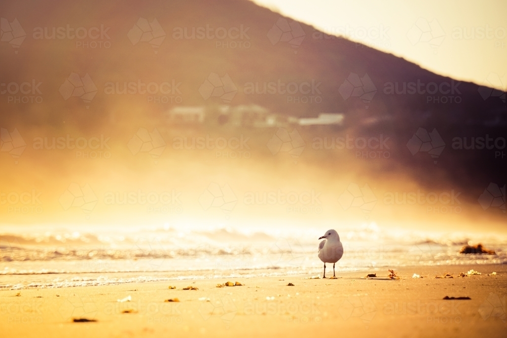 Seagull on hazy beach morning - Australian Stock Image