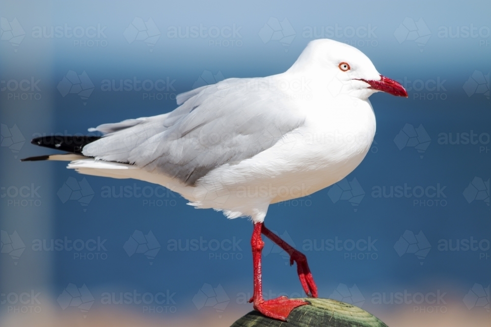 Seagull on post close up - Australian Stock Image