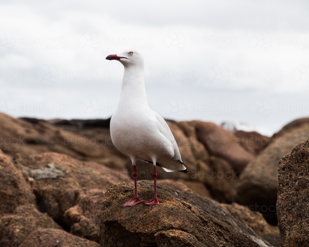 Seagull on rocks at the beach - Australian Stock Image