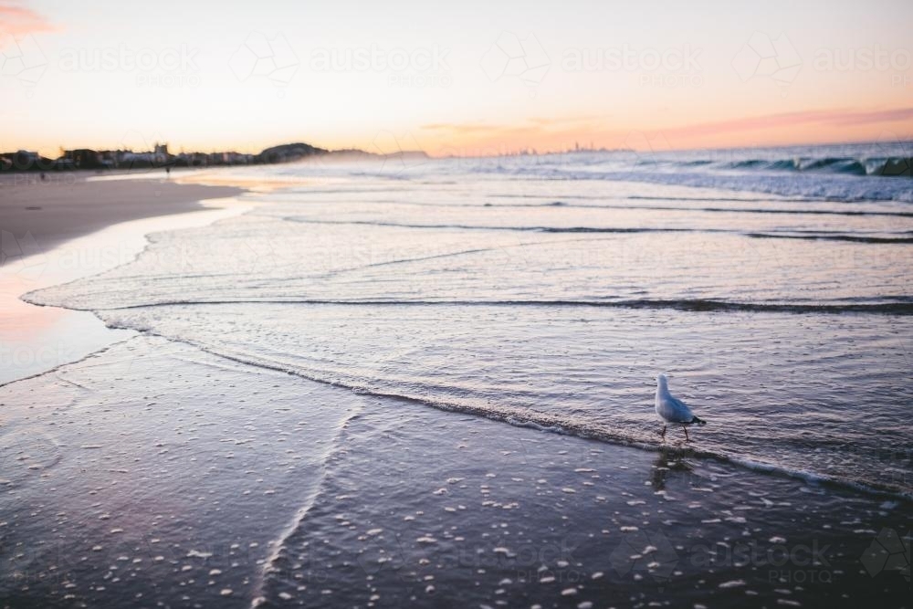 Seagull on the beach at sunset - Australian Stock Image