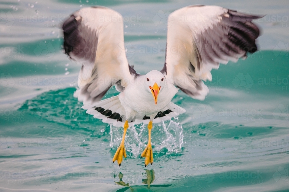 Seagull or Pacific gull, taking flight from the ocean and looking at the camera - Australian Stock Image